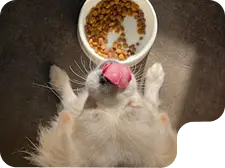 Image of Dog Food