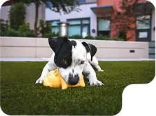 Image of Toys and Accessories