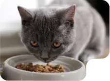 Image of Cat Food